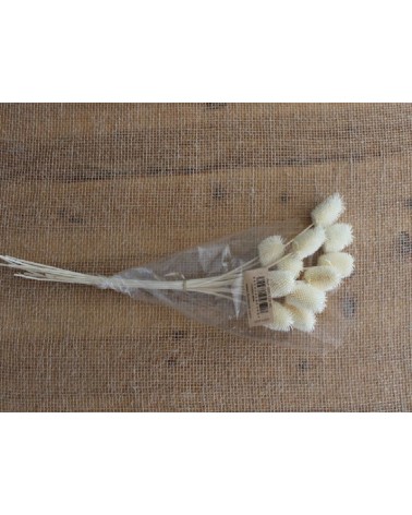 FLORIBERIA- CARDO MINI 35CM REF. 128.00