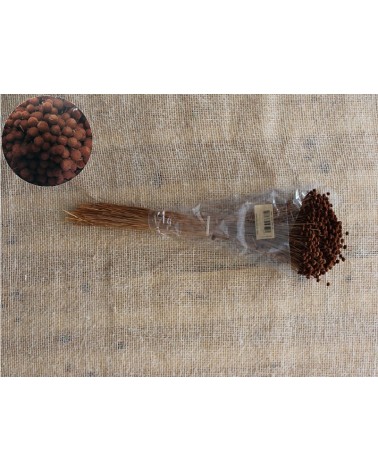 FLORIBERIA- BOTON MINI 50CM REF .688.32