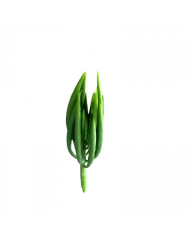 CACTUS 23CM