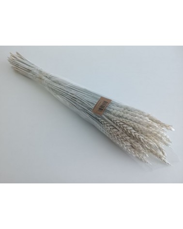 FLORIBERIA- ATRIGO FLO 80CM REF. 016M00