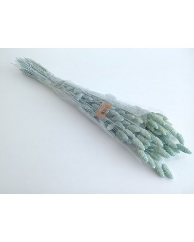 FLORIBERIA- PHALARIS 80CM REF. 013M70