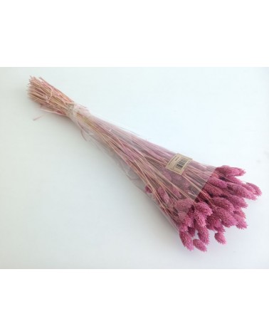 FLORIBERIA- PHALARIS 80CM REF. 013.43