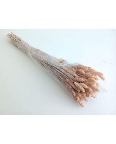 FLORIBERIA- PHALARIS 80CM REF. 013M40