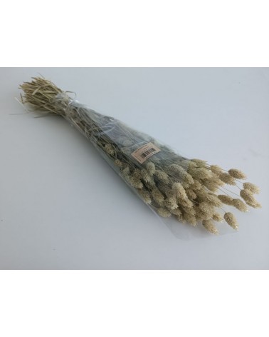 FLORIBERIA- PHALARIS 80CM REF. 013.04