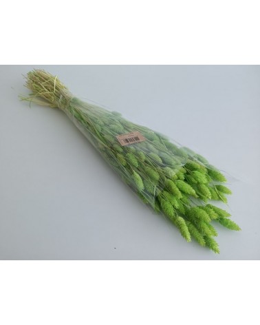 FLORIBERIA- PHALARIS 80CM REF. 013.60