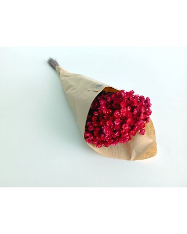 FLORIBERIA- GLIXIA 50CM REF. 032.57