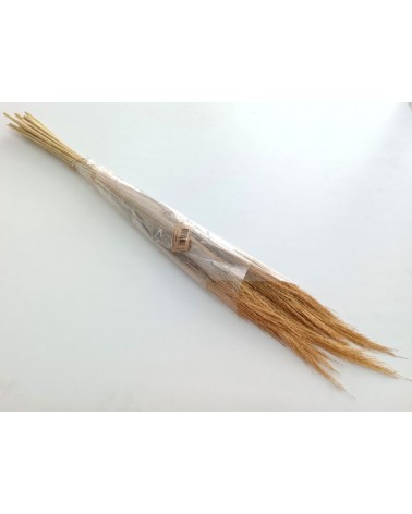 FLORIBERIA- CANA PLUMOSA 80CM REF. 245.01
