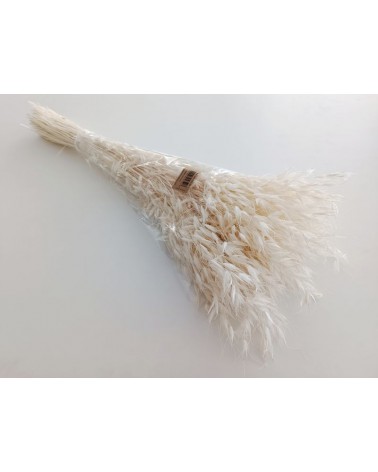 FLORIBERIA- AVENA SALVAJE 80CM REF. 025.00