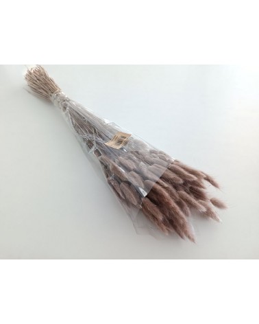 FLORIBERIA- LAGURUS 60cm REF.011.31