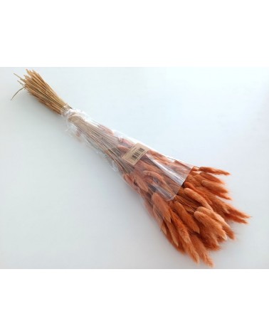 FLORIBERIA- LAGURUS 60cm REF.011.28