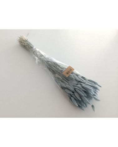 FLORIBERIA- LAGURUS 60cm REF.011.72