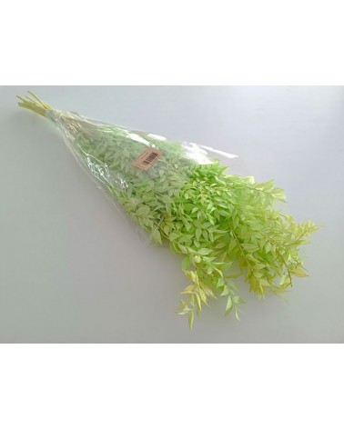 FLORIBERIA- RUCUS PRESS 70/80cm REF.022.60