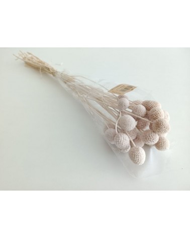 FLORIBERIA- CRASPEDIA 50cm REF. 184.82