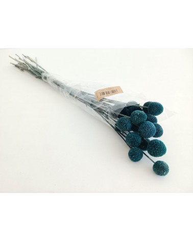 FLORIBERIA- CRASPEDIA 50cm REF. 184.77