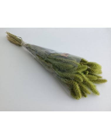 FLORIBERIA- SETARIA 75CM REF. 029.69