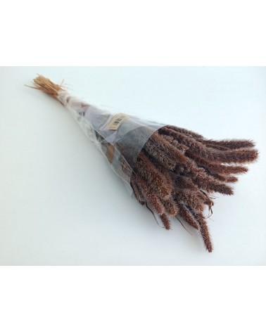 FLORIBERIA- SETARIA 75CM REF. 029D37