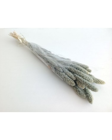 FLORIBERIA- SETARIA 75CM REF. 029.72