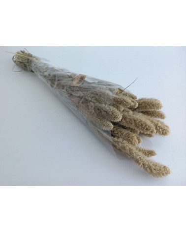 FLORIBERIA- SETARIA 75CM REF. 029.04