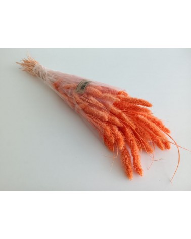 FLORIBERIA- SETARIA 75CM REF. 029.24