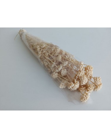 FLORIBERIA- LONAS 50CM REF. 657.00