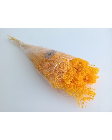 FLORIBERIA- BROOMS PRESS 50cm REF.006P12