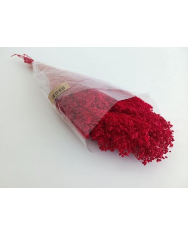 FLORIBERIA- BROOMS PRESS 50cm REF.006P54