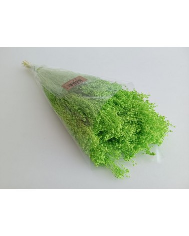 FLORIBERIA- BROOMS BLOOMS 50cm REF.006.60