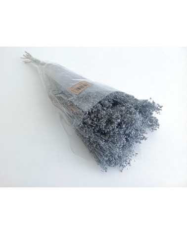 FLORIBERIA- BROOMS BLOOMS 50cm REF.006.72