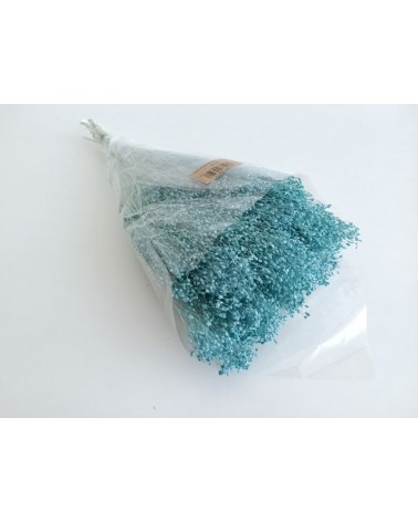 FLORIBERIA- BROOMS BLOOMS 50cm REF.006.74