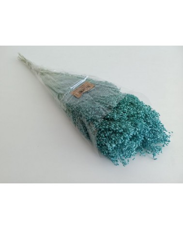 FLORIBERIA- BROOMS PRESS 50cm REF.006P74
