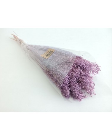 FLORIBERIA- BROOMS PRESS 50cm REF.006P80