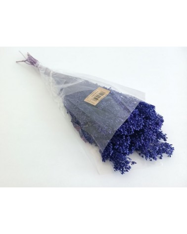 FLORIBERIA- BROOMS PRESS 50cm REF.006P88
