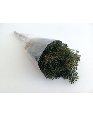 FLORIBERIA- BROOMS PRESS 50cm REF.006P67