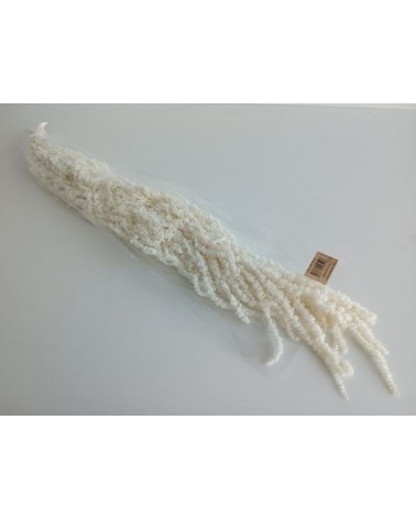 FLORIBERIA- AMARANTHUS CAUDATUS 50/80CM REF. 705-00