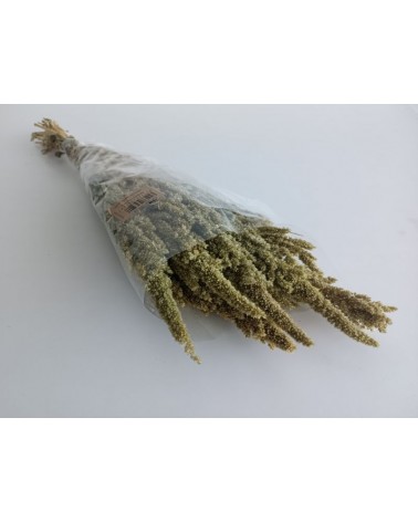 FLORIBERIA- AMARANTHUS 50cm REF. 055.04