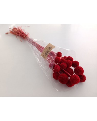 FLORIBERIA- CRASPEDIA PRESS 50cm REF. 184.54