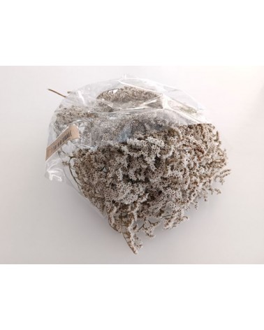 FLORIBERIA- TATARICA 100CM REF. 041P01