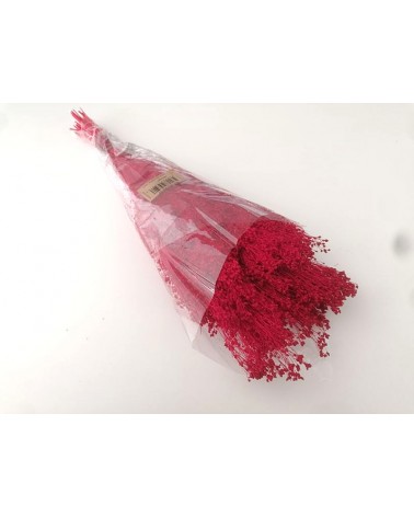 FLORIBERIA- BROOMS BLOOMS 50cm REF.006.54
