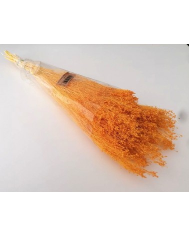 FLORIBERIA- BROOMS BLOOMS 50cm REF.006.12