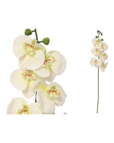 ORQUIDEA  CREME 76cm 