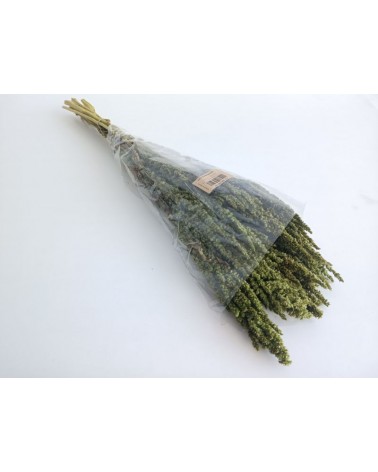 FLORIBERIA- AMARANTHUS PRES. 40/50CM REF. 055.69