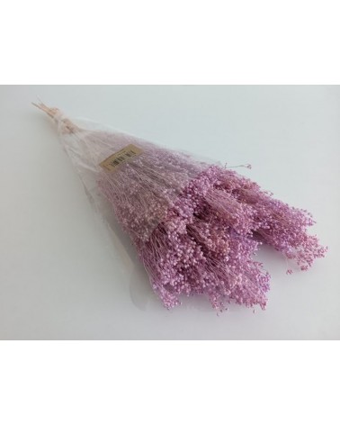 FLORIBERIA- BROOMS BLOOMS 50cm REF.006.82