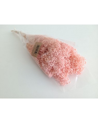 FLORIBERIA- BROOMS PRESS 50cm REF.006P40
