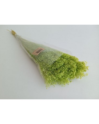 FLORIBERIA- BROOMS PRESS 50cm REF.006P60