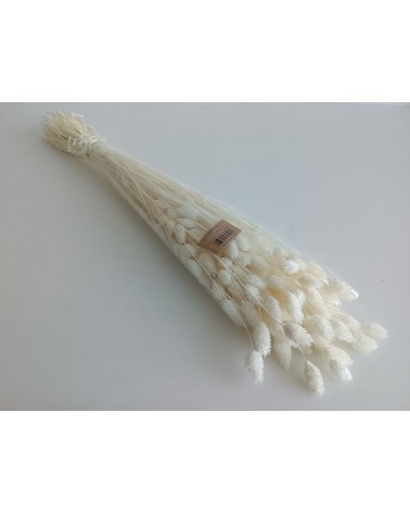 FLORIBERIA- PHALARIS 80CM REF. 013.00