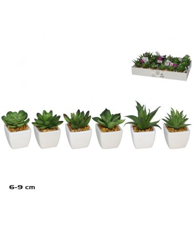 SUCULENTO 9cm