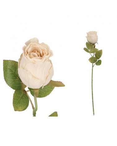 PE DE ROSA CREME 50CM