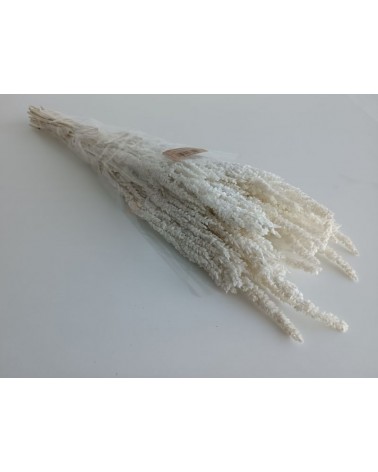 FLORIBERIA- AMARANTHUS PRES. 40/50CM REF. 055.00