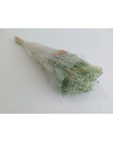 FLORIBERIA- BROOMS BLOOMS 50cm REF.006F60