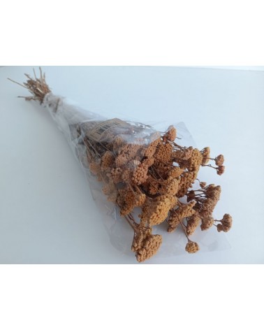 FLORIBERIA- ACHILLEA SILVESTRE 60CM REF. 205.28